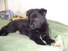 Groenendael Foto: Jamal, 8 Wochen (ID 31847) Groenendael Hund