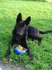 Groenendael Foto: Jamal, 6 Monate (ID 31742) Groenendael Hund