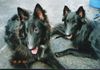 Groenendael Foto: Abschied, Topaz + Ari (ID 5795) Groenendael Hund