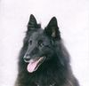 Groenendael Foto: Fee v.d.Waldfeenhöhe, 9 Jahre (ID 5256) Groenendael Hund