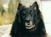 Groenendael Foto: Gera im Portrait (ID 18128) Groenendael Hund