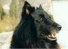 Groenendael Foto: Gera im Portrait (ID 18129) Groenendael Hund