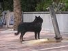 Groenendael Foto: Koko aus Spanien (ID 23125) Groenendael Hund