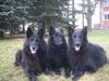 Groenendael Foto: Mutter Amra,Tochter Akira und Sohn Arek (ID 21505) Groenendael Hund
