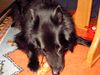 Groenendael Foto: Und schon wieder der Gera (ID 16694) Groenendael Hund