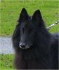 Groenendael Foto: Lucas bijna 11 jr. (ID 7005) Groenendael Hund