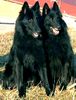 Groenendael Foto: Ornella mit ihrer Mutter Ch. Eve (ID 5012) Groenendael Hund