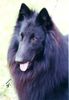Groenendael Foto: Sisco vom Schwarzen Ulan (ID 5013) Groenendael Hund