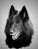 Groenendael Foto: unsere sehr schoene Zuchthuendin Amra Lómbre Accompagnante (ID 18326) Groenendael Hund