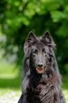 Groenendael Hund