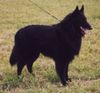 Groenendael Foto: Ch. Magic de la Prairie de la Sommerau (ID 1717) Groenendael Hund