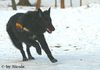 Groenendael Hund