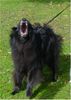 Groenendael Foto: Lucas als zwarte wolf (ID 7006) Groenendael Hund