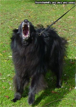 Groenendael Hunde Foto 7006 Groenendael Lucas als zwarte wolf
