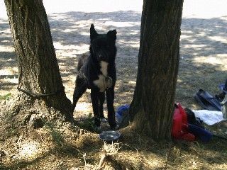 Grönlandhund Mein Grönland Billy 