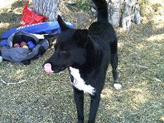 Grönlandhund Hunde Foto 36136 Grönlandhund Mein Grönland Billy