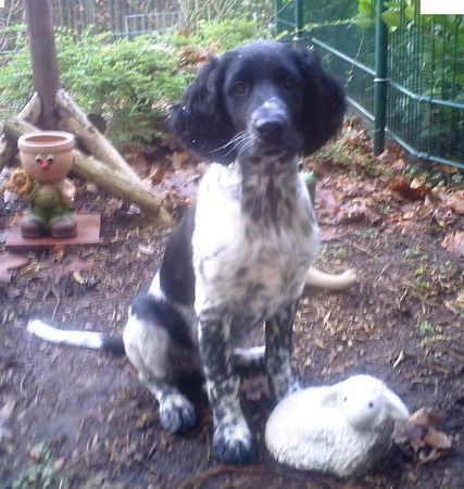 Grosser Münsterländer Hunde Foto 43369 in höherer Auflösung ansehen Grosser Münsterländer Chavah ( 15 Wochen )
