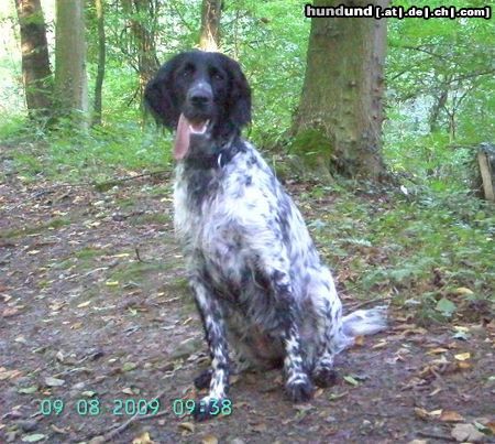 Grosser Münsterländer Hunde Foto 44895 in höherer Auflösung ansehen Grosser Münsterländer Chavah, 1 Jahr
