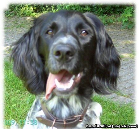 Grosser Münsterländer Hunde Foto 44316 in höherer Auflösung ansehen Grosser Münsterländer Mein Wirbelwind