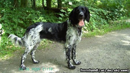 Grosser Münsterländer Hunde Foto 44488 in höherer Auflösung ansehen Grosser Münsterländer 10 Monate
