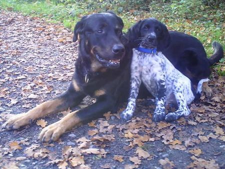 Grosser Münsterländer Hunde Foto 43204 in höherer Auflösung ansehen Grosser Münsterländer