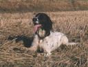 Grosser Münsterländer Hunde Foto 5352 Grosser Münsterländer Holly