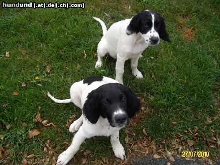 Grosser Münsterländer Hunde Foto 45937 in höherer Auflösung ansehen Grosser Münsterländer Carlotta und Chap