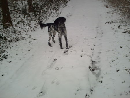 Grosser Münsterländer Hunde Foto 36926 Grosser Münsterländer leika im schnee