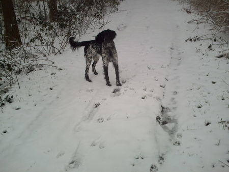 Grosser Münsterländer leika im schnee