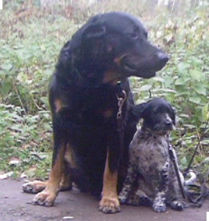 Grosser Münsterländer Hunde Foto 43152 in höherer Auflösung ansehen Grosser Münsterländer Chavah ( 9 Wochen ) mit Freund