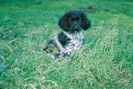 Grosser Münsterländer Hunde Foto 2444 Grosser Münsterländer Jagerreh Curtis