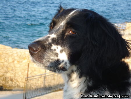 Grosser Münsterländer Hunde Foto 46041 in höherer Auflösung ansehen Grosser Münsterländer Niki im Urlaub