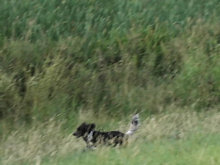 Grosser Münsterländer Hunde Foto 33574 in höherer Auflösung ansehen Grosser Münsterländer Josy