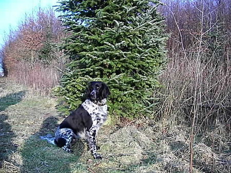 Grosser Münsterländer Hunde Foto 29763 in höherer Auflösung ansehen Grosser Münsterländer unsere Josy