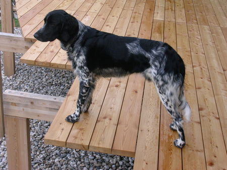 Grosser Münsterländer Hunde Foto 34712 in höherer Auflösung ansehen Grosser Münsterländer Cliff von Ponigl