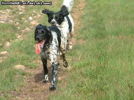 Grosser Münsterländer Hunde Foto 5351 Grosser Münsterländer Gelda and Joe