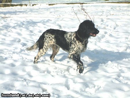 Grosser Münsterländer Hunde Foto 5368 Grosser Münsterländer Jagerreh Coranto Of Chontelle