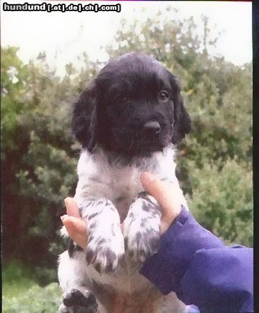 Grosser Münsterländer Hunde Foto 5361 Grosser Münsterländer Jagerreh Coranto Of Chontelle