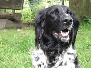 Grosser Münsterländer Hunde Foto 40905 Grosser Münsterländer Josy
