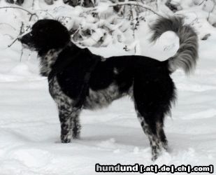 Grosser Münsterländer Hunde Foto 12183 Grosser Münsterländer Josy in ihrem Element