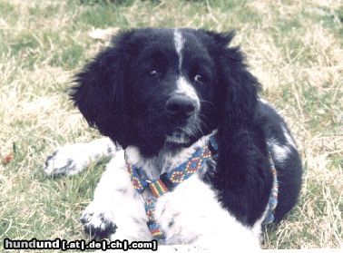 Grosser Münsterländer Hunde Foto 12184 Grosser Münsterländer Josy mit 3 Monaten