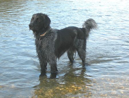 Grosser Münsterländer Hunde Foto 33561 Grosser Münsterländer Marco