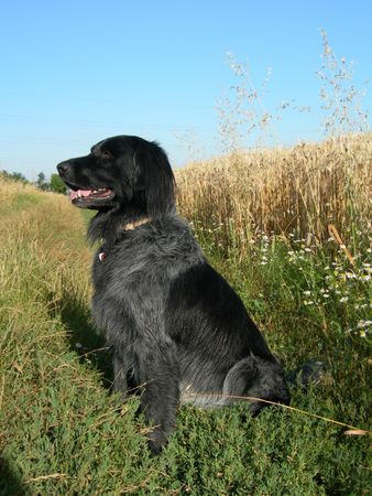 Grosser Münsterländer Hunde Foto 33539 in höherer Auflösung ansehen Grosser Münsterländer