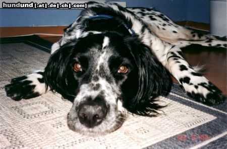 Grosser Münsterländer Hunde Foto 16843 Grosser Münsterländer