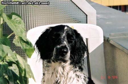 Grosser Münsterländer Hunde Foto 16844 Grosser Münsterländer