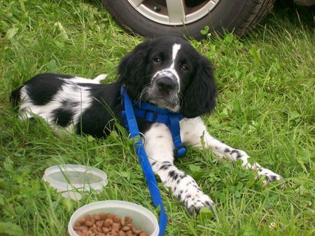 Grosser Münsterländer Hunde Foto 41520 Grosser Münsterländer Sam