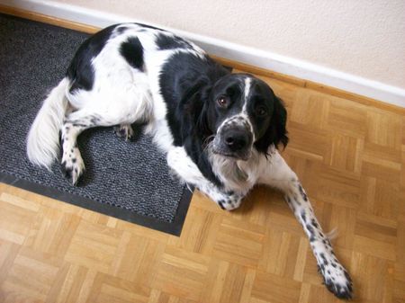 Grosser Münsterländer Hunde Foto 41518 Grosser Münsterländer Das ist Sam