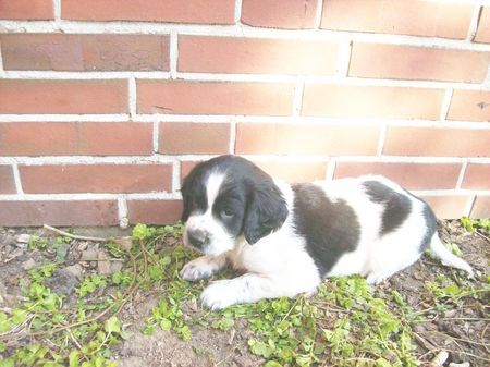 Grosser Münsterländer Hunde Foto 41519 Grosser Münsterländer Das ist Sam, 5 Wochen alt