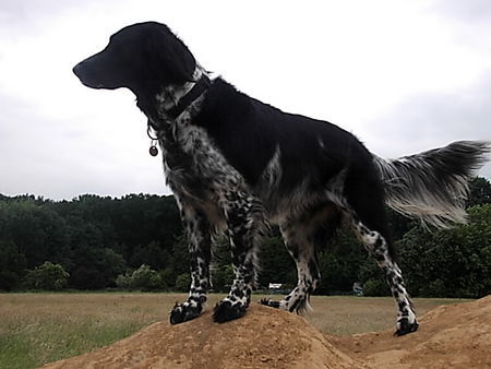Grosser Münsterländer Hunde Foto 33575 in höherer Auflösung ansehen Grosser Münsterländer Josy