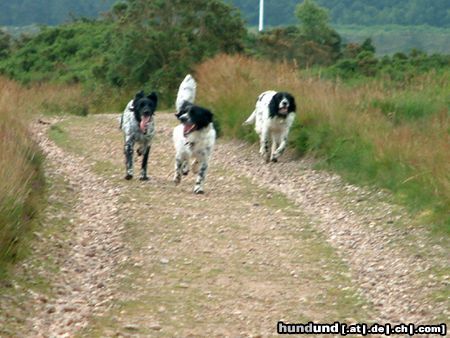Grosser Münsterländer Hunde Foto 5350 Grosser Münsterländer